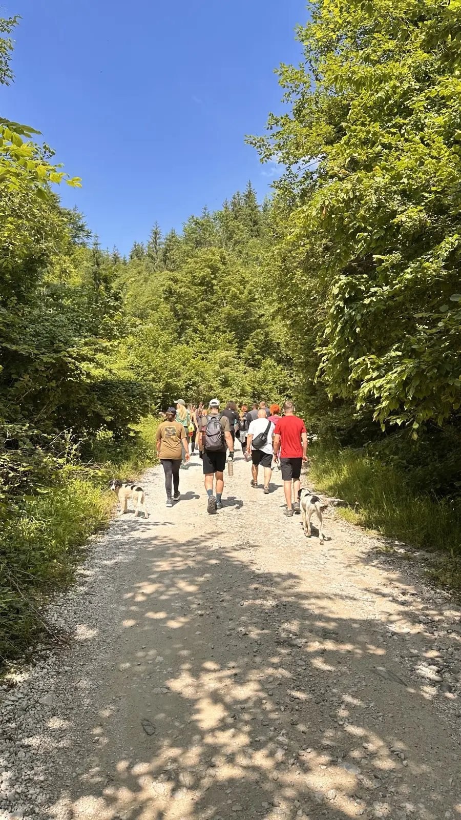 Drumeție montană pe un drum forestier